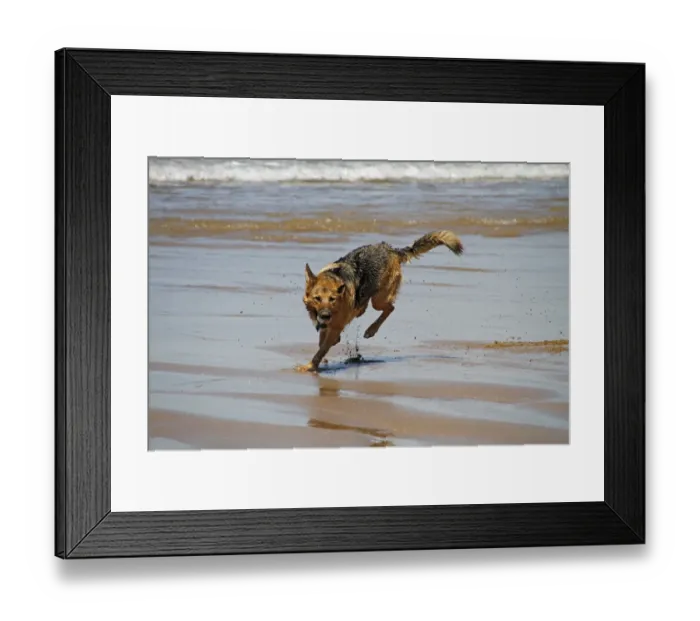 Framed Print : German Shepherd dog running on beach with ball Framed Print : German Shepherd dog running on beach with ball
