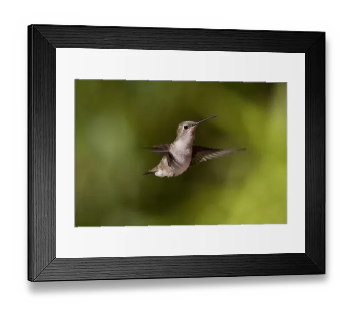 Framed Print : Black Chinned Hummingbird female hovering