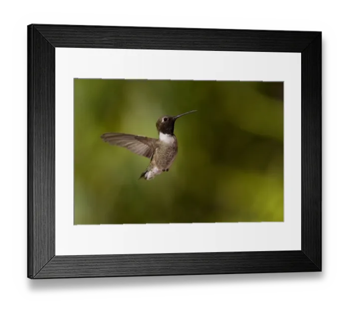 Framed Print : Black Chinned Hummingbird male hovering