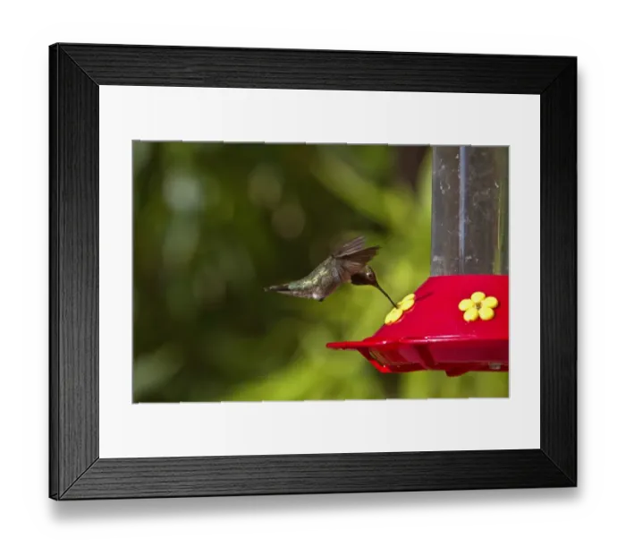 Framed Print : Black Chinned Hummingbird male hovering by feeder Framed Print : Black Chinned Hummingbird male hovering by feeder