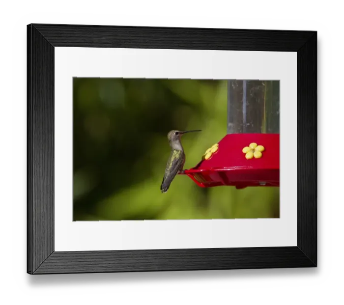 Framed Print : Black Chinned Hummingbird female at feeder Framed Print : Black Chinned Hummingbird female at feeder