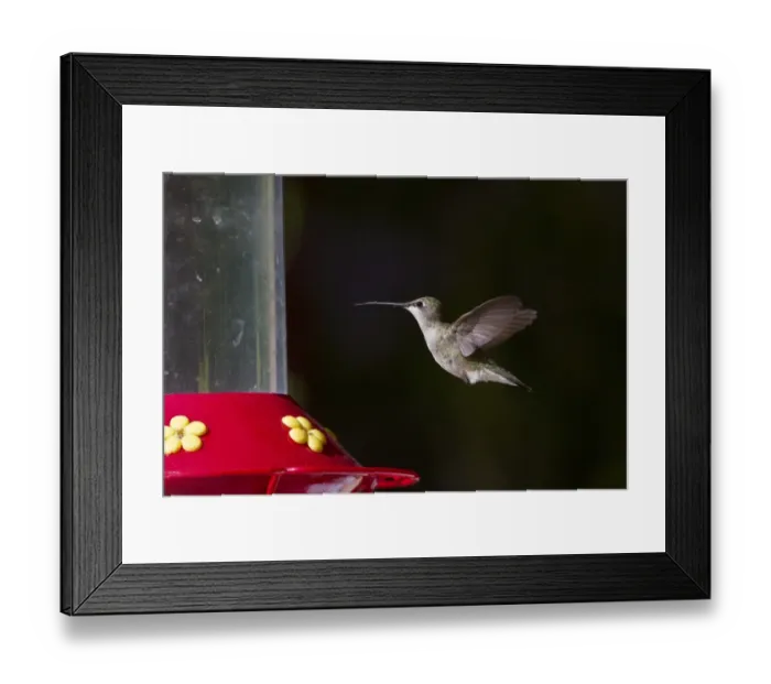Framed Print : Black Chinned Hummingbird female hovering by feeder Framed Print : Black Chinned Hummingbird female hovering by feeder