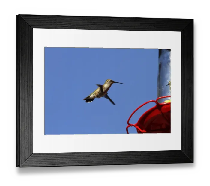 Framed Print : Black Chinned Hummingbird female hovering by feeder