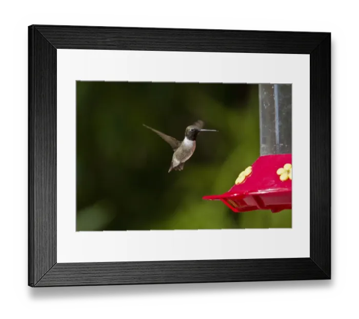 Framed Print : Black Chinned Hummingbird male hovering by feeder Framed Print : Black Chinned Hummingbird male hovering by feeder