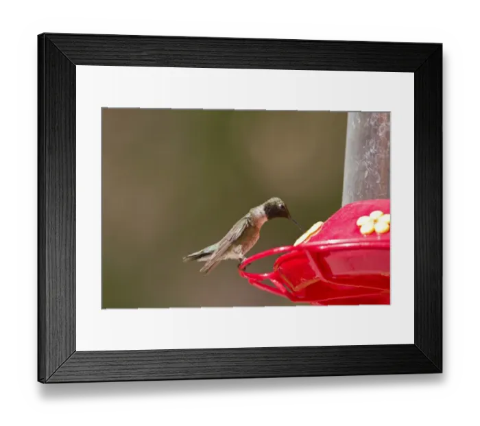Framed Print : Black Chinned Hummingbird male at feeder Framed Print : Black Chinned Hummingbird male at feeder