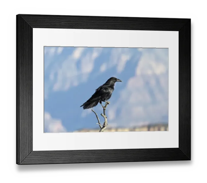 Framed Print : Common Raven at the Grand Canyon North rim, USA Framed Print : Common Raven at the Grand Canyon North rim, USA