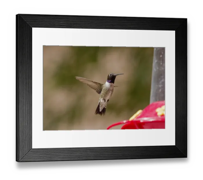 Framed Print : Black Chinned Hummingbird male hovering by feeder. note the Iridescent purple neck band Framed Print : Black Chinned Hummingbird male hovering by feeder. note the Iridescent purple neck band