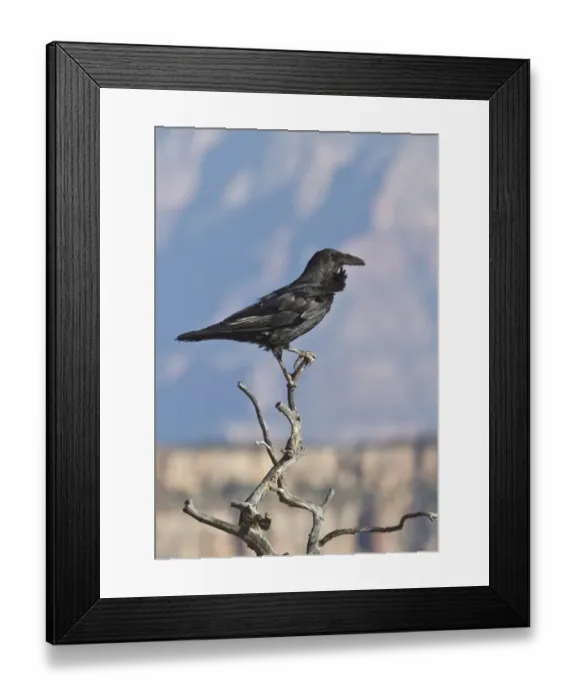 Framed Print : Common Raven at the Grand Canyon North rim, USA Framed Print : Common Raven at the Grand Canyon North rim, USA