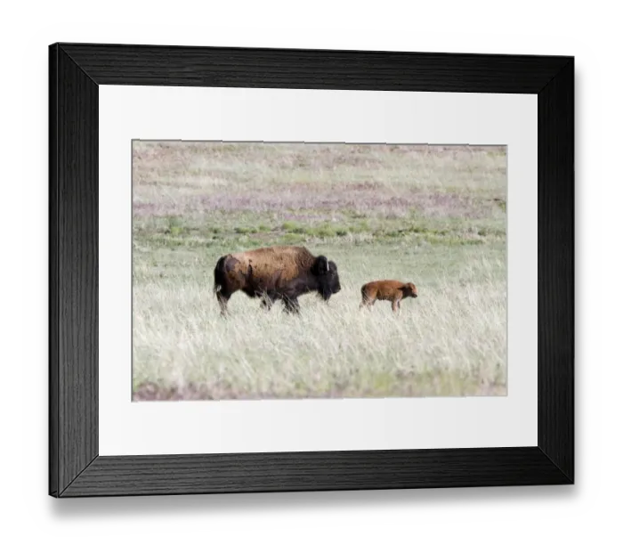 Framed Print : American Bison female with calf Framed Print : American Bison female with calf