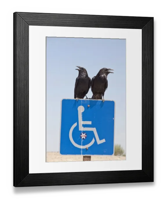 Framed Print : A pair of common Raven on disabled sign Framed Print : A pair of common Raven on disabled sign
