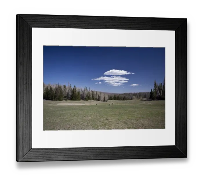 Framed Print : Female Mule Deer graze in woodland glade, Utah, America Framed Print : Female Mule Deer graze in woodland glade, Utah, America