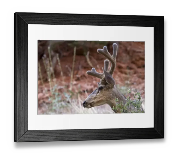Framed Print : Male Mule Deer with velvet antlers, Utah, America Framed Print : Male Mule Deer with velvet antlers, Utah, America