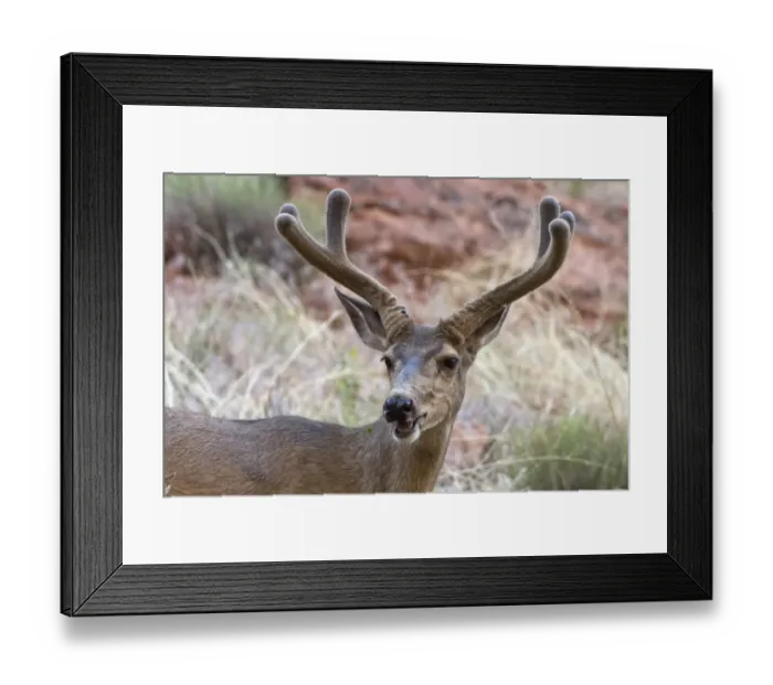 Framed Print : Male Mule Deer with velvet antlers, Utah, America Framed Print : Male Mule Deer with velvet antlers, Utah, America
