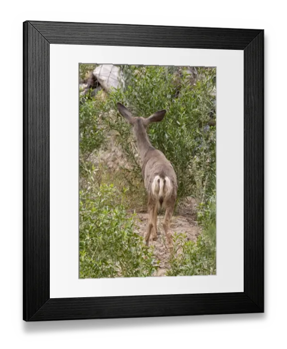 Framed Print : Female Mule Deer showing the characteristic large ears and black tip to white tail. Utah, America Framed Print : Female Mule Deer showing the characteristic large ears and black tip to white tail. Utah, America