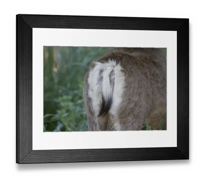 Framed Print : Female Mule Deer showing the characteristic black tip to white tail. Utah, America Framed Print : Female Mule Deer showing the characteristic black tip to white tail. Utah, America