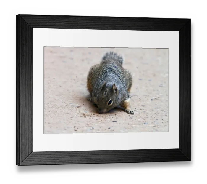 Framed Print : Rock Squirrel, Utah America Framed Print : Rock Squirrel, Utah America