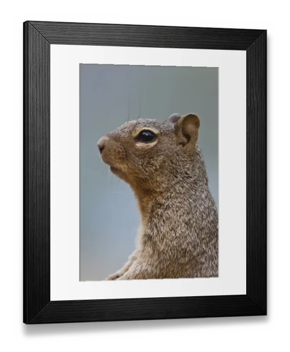 Framed Print : Rock Squirrel, Utah America Framed Print : Rock Squirrel, Utah America