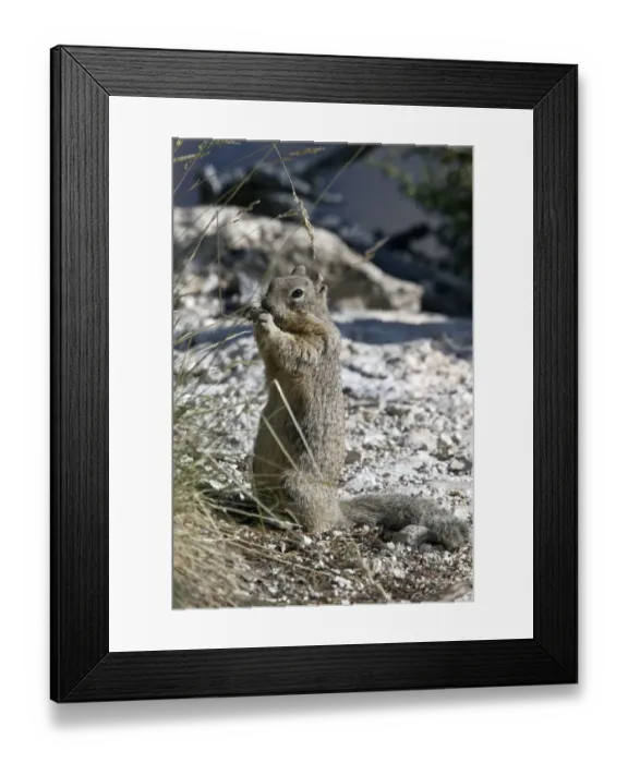 Framed Print : Rock Squirrel eating grass seeds - Utah USA