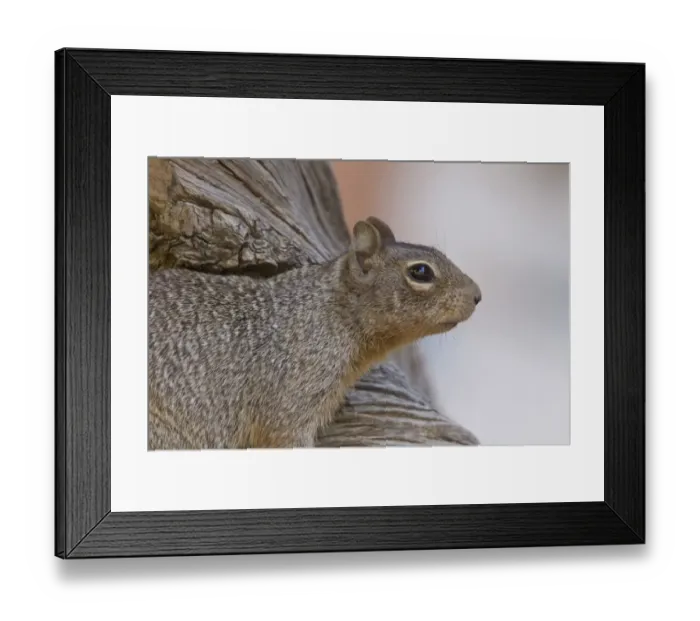 Framed Print : Rock Squirrel, Utah America Framed Print : Rock Squirrel, Utah America