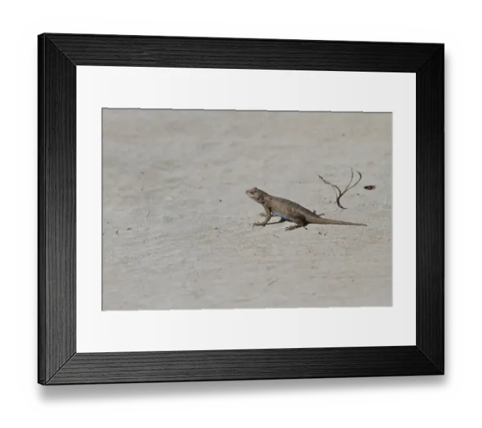Framed Print : Western Fence Lizard - Male, Utah America Framed Print : Western Fence Lizard - Male, Utah America
