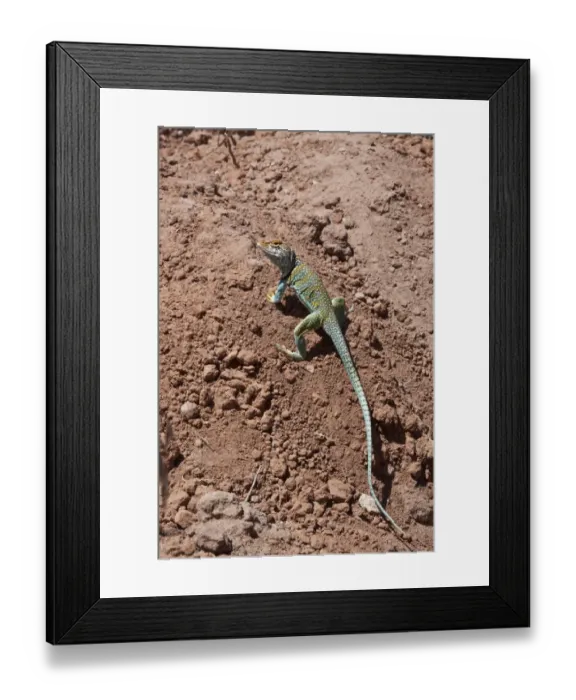 Framed Print : Collared Lizard male -Utah America Framed Print : Collared Lizard male -Utah America