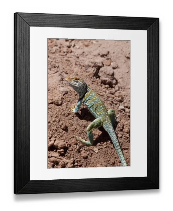 Framed Print : Collared Lizard male -Utah America Framed Print : Collared Lizard male -Utah America