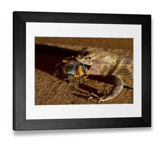 Framed Print : Western Fence Lizard - female eating a beetle, Utah America Framed Print : Western Fence Lizard - female eating a beetle, Utah America