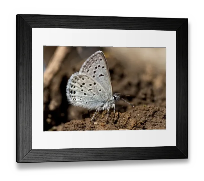 Framed Print : Western tailed Blue Butterfly attracted to moisture in the soil. Utah America