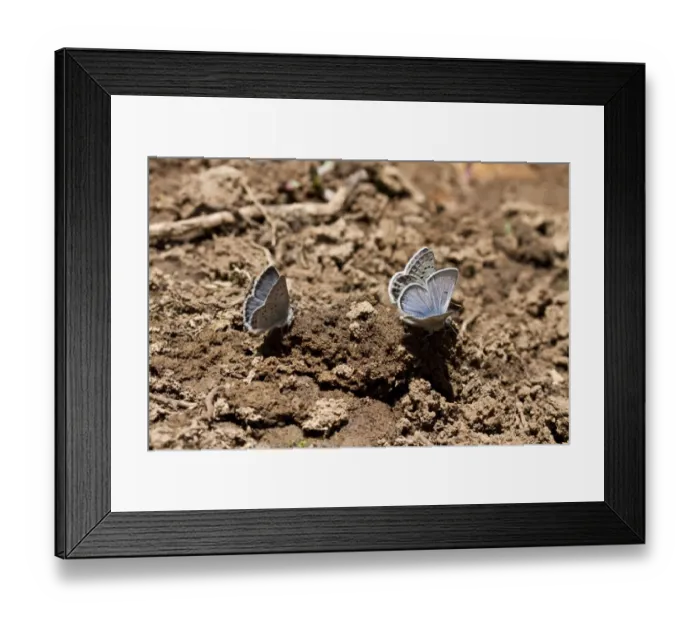 Framed Print : Western tailed Blue Butterfly attracted to moisture in the soil. Utah America Framed Print : Western tailed Blue Butterfly attracted to moisture in the soil. Utah America