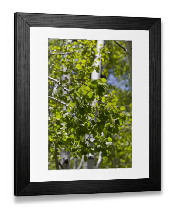 Framed Print : Spring leaf of the Quaking Aspen, spring time in the USA Framed Print : Spring leaf of the Quaking Aspen, spring time in the USA