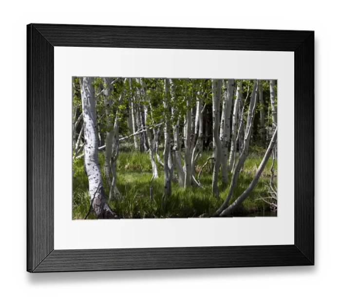 Framed Print : The white tree trunks of Quaking Aspen, spring time in the USA
