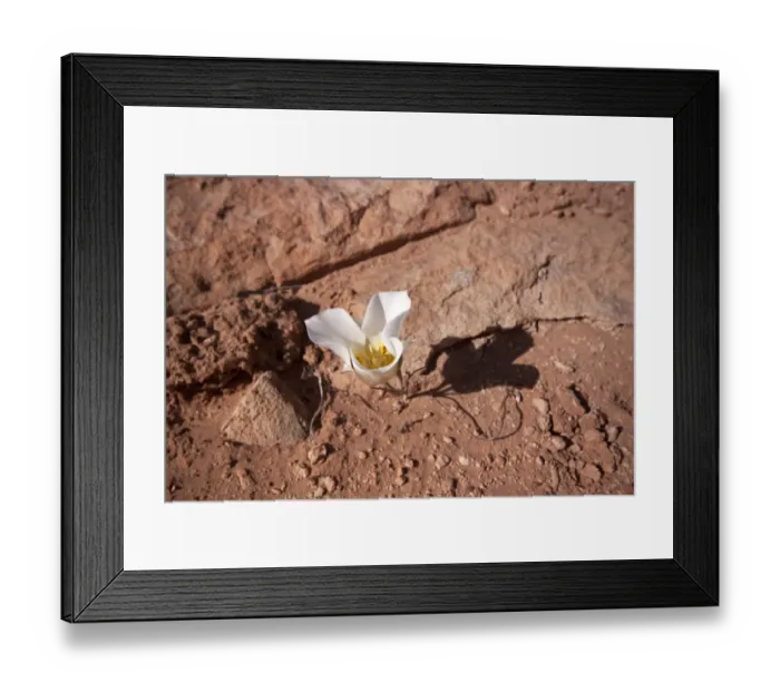 Framed Print : Sego Lily - Flower, Utah, America Framed Print : Sego Lily - Flower, Utah, America
