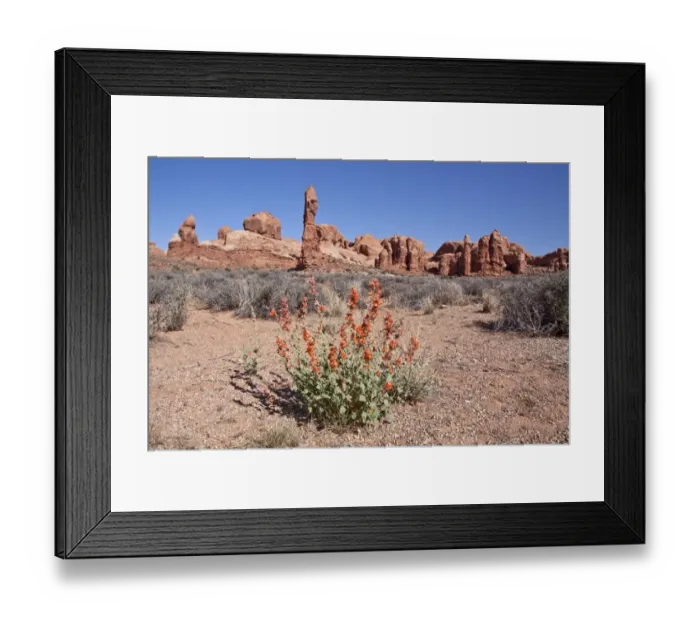 Framed Print : Desert Gobemallow or Hollyhock at Arches National Park Framed Print : Desert Gobemallow or Hollyhock at Arches National Park