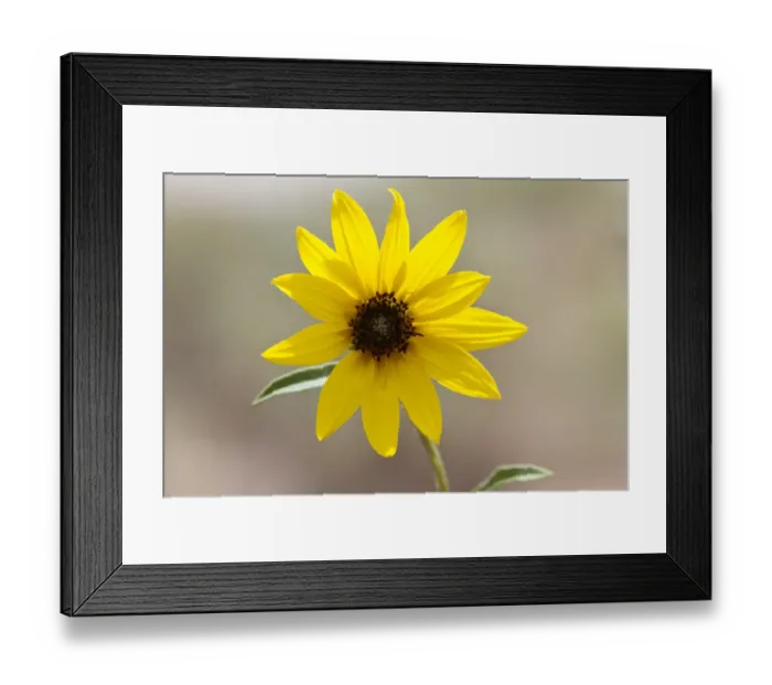 Framed Print : Prairie Sunflower - Utah America Helianthus petiolaris Framed Print : Prairie Sunflower - Utah America Helianthus petiolaris