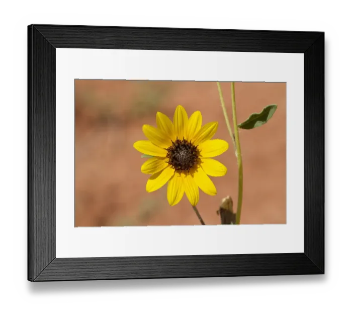Framed Print : Prairie Sunflower - Utah America Helianthus petiolaris Framed Print : Prairie Sunflower - Utah America Helianthus petiolaris