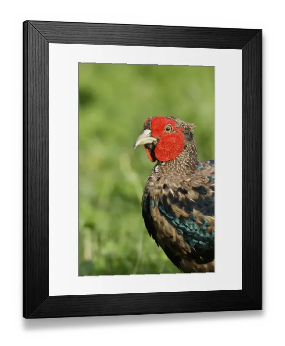Framed Print : There are many colour forms of the male Common Pheasant, ranging in colour from nearly white to almost black in some Framed Print : There are many colour forms of the male Common Pheasant, ranging in colour from nearly white to almost black in some