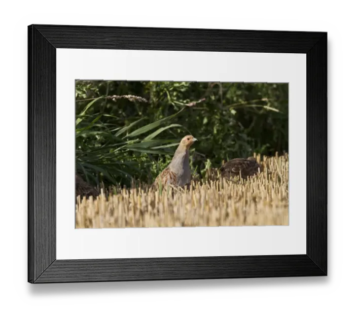 Framed Print : English or Grey Partridge at edge of stubble field, early September Framed Print : English or Grey Partridge at edge of stubble field, early September