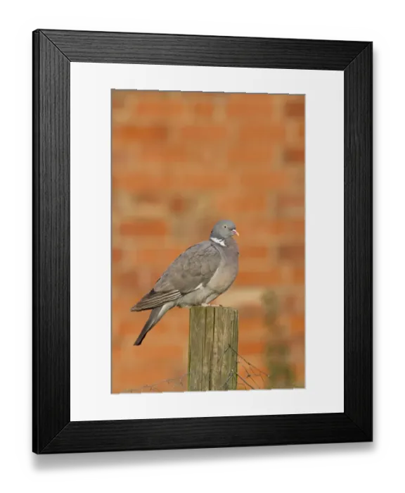 Framed Print : Wood Pigeon on fencing post with red brick wall behind Framed Print : Wood Pigeon on fencing post with red brick wall behind