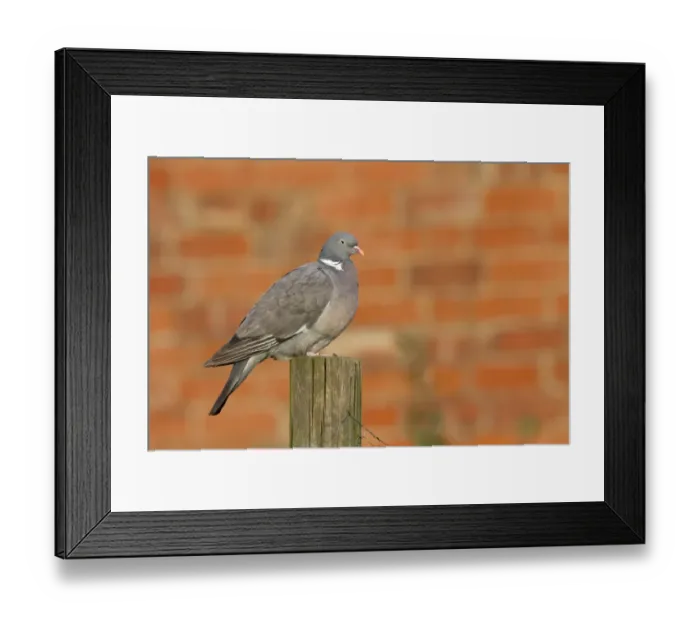 Framed Print : Wood Pigeon on fencing post with red brick wall behind Framed Print : Wood Pigeon on fencing post with red brick wall behind