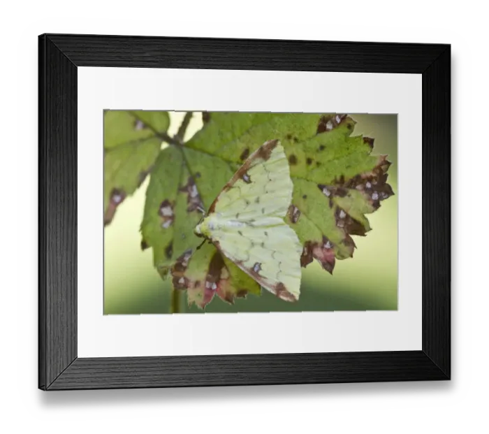 Framed Print : Brimstone Moth on autumn leaf Framed Print : Brimstone Moth on autumn leaf