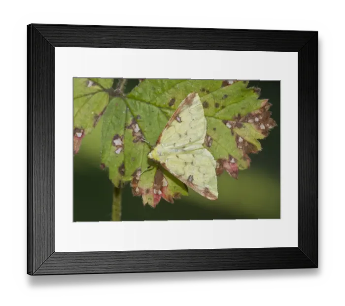 Framed Print : Brimstone Moth on autumn leaf Framed Print : Brimstone Moth on autumn leaf