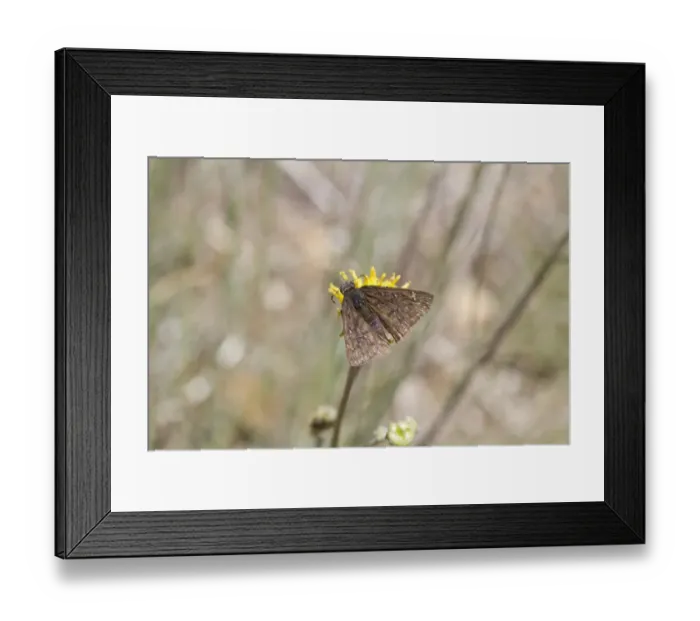 Framed Print : Persius Duskywing - Utah America