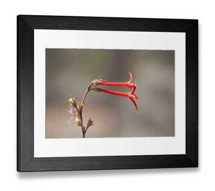 Framed Print : Scarlet Gilia or Skyrocket - Utah America Framed Print : Scarlet Gilia or Skyrocket - Utah America