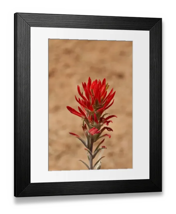 Framed Print : Flowering head of Desert Paintbrush - Utah, America Framed Print : Flowering head of Desert Paintbrush - Utah, America