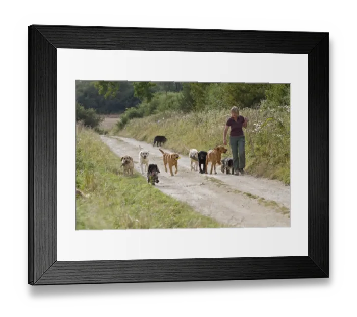 Framed Print : Domestic Dog, Labrador Retrievers and Cocker Spaniels, gamekeeper taking gundogs for walk along farm track