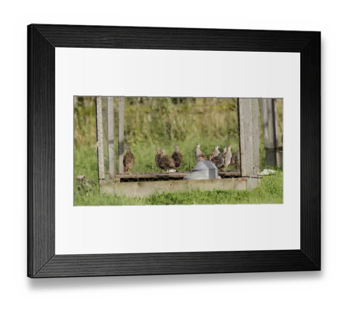 Framed Print : Breeding pens for Grey Partridge Framed Print : Breeding pens for Grey Partridge