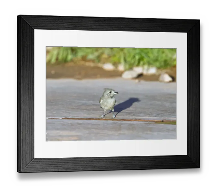 Framed Print : Juniper Titmouse - Utah America Framed Print : Juniper Titmouse - Utah America