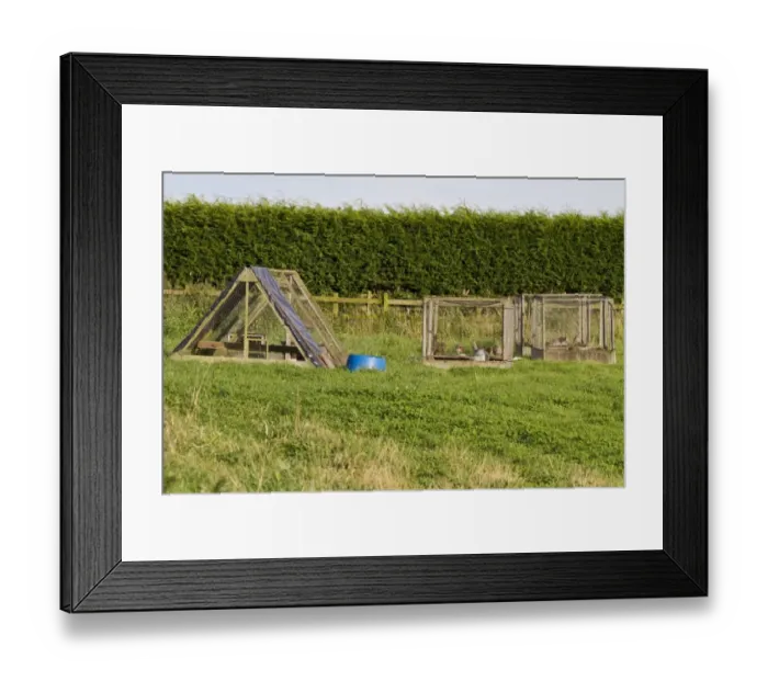 Framed Print : Breeding pens for Grey Partridge Framed Print : Breeding pens for Grey Partridge