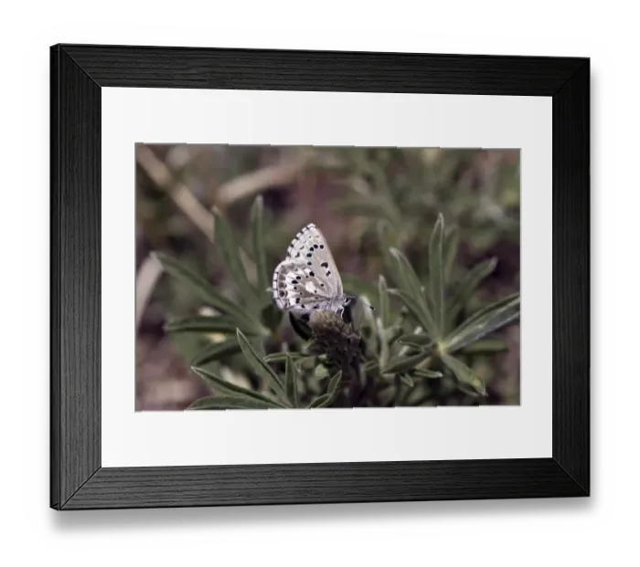 Framed Print : Arrowhead blue butterflies, Glaucopsyche piasus Framed Print : Arrowhead blue butterflies, Glaucopsyche piasus
