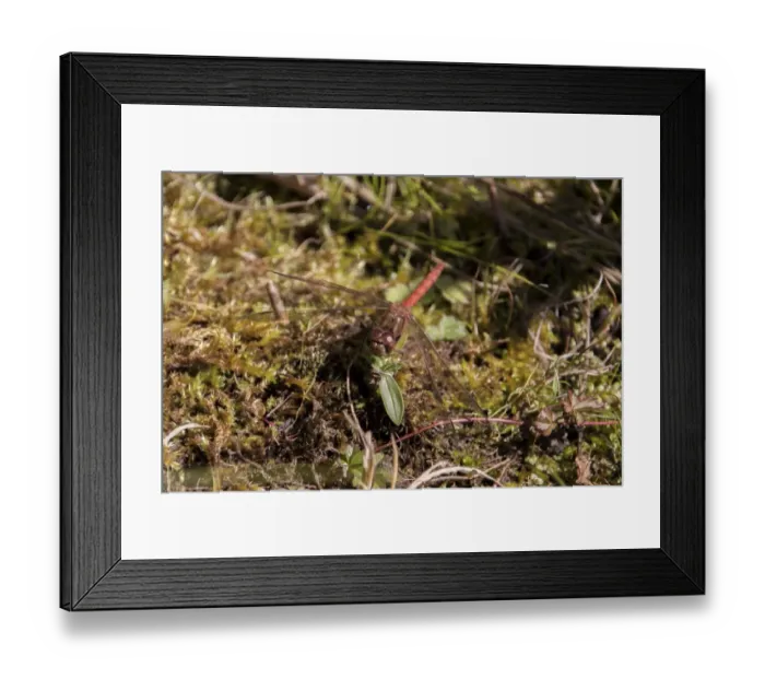 Framed Print : Common Darter Male resting by side of pond October Framed Print : Common Darter Male resting by side of pond October